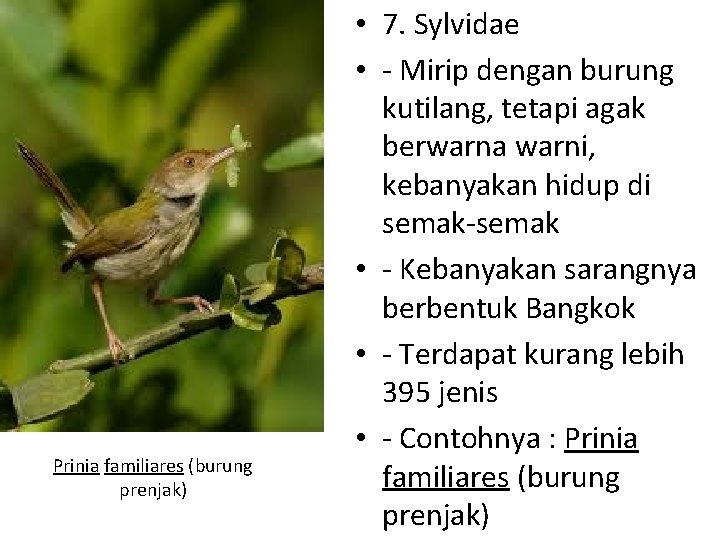Prinia familiares (burung prenjak) • 7. Sylvidae • - Mirip dengan burung kutilang, tetapi