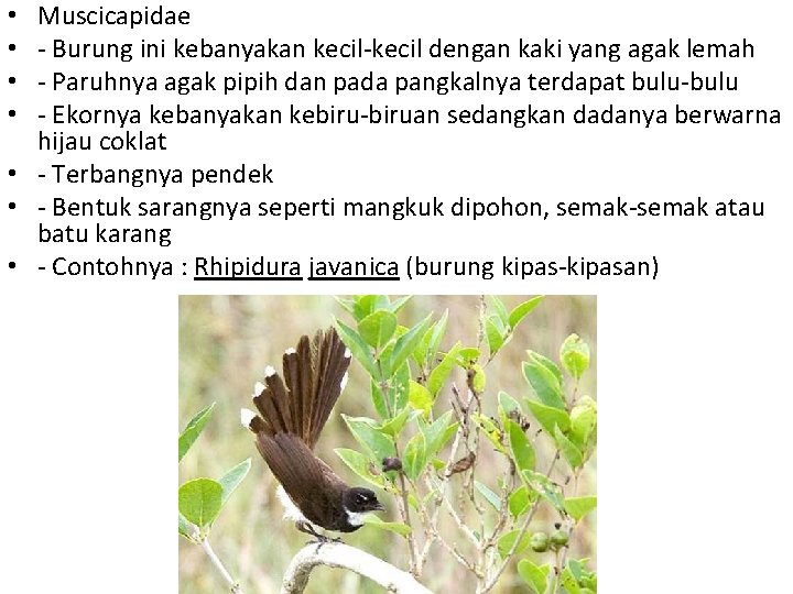 Muscicapidae - Burung ini kebanyakan kecil-kecil dengan kaki yang agak lemah - Paruhnya agak
