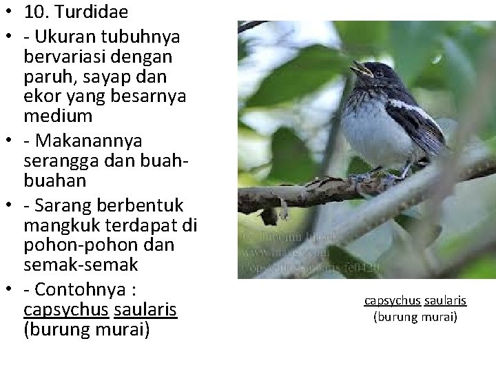  • 10. Turdidae • - Ukuran tubuhnya bervariasi dengan paruh, sayap dan ekor