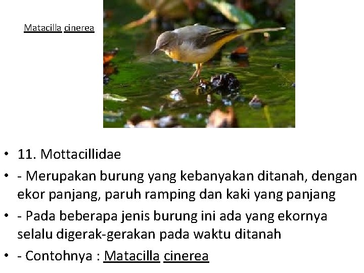 Matacilla cinerea • 11. Mottacillidae • - Merupakan burung yang kebanyakan ditanah, dengan ekor