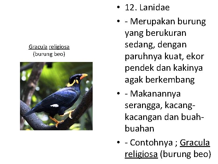 Gracula religiosa (burung beo) • 12. Lanidae • - Merupakan burung yang berukuran sedang,