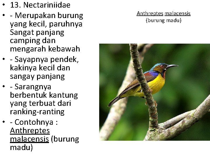  • 13. Nectariniidae • - Merupakan burung yang kecil, paruhnya Sangat panjang camping