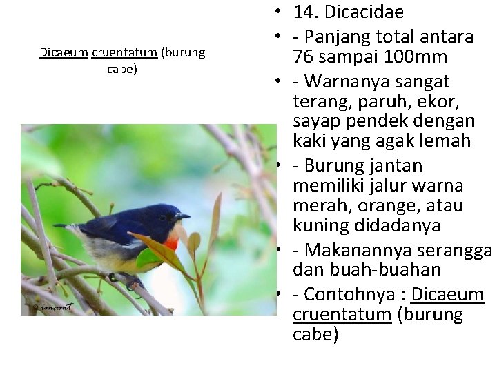 Dicaeum cruentatum (burung cabe) • 14. Dicacidae • - Panjang total antara 76 sampai