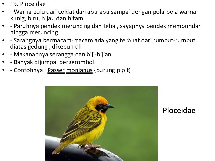  • 15. Ploceidae • - Warna bulu dari coklat dan abu-abu sampai dengan