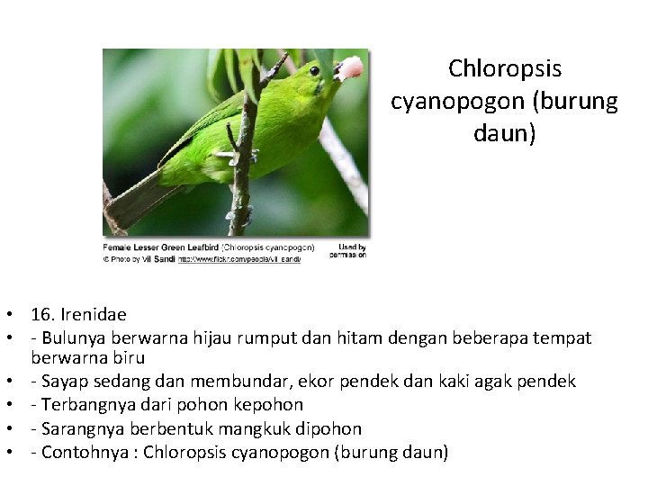 Chloropsis cyanopogon (burung daun) • 16. Irenidae • - Bulunya berwarna hijau rumput dan