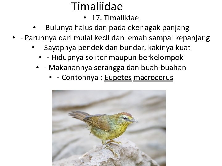 Timaliidae • 17. Timaliidae • - Bulunya halus dan pada ekor agak panjang •