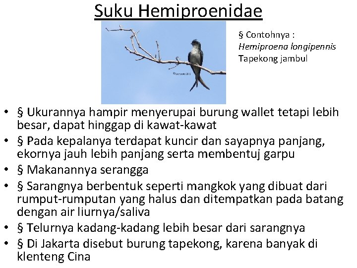 Suku Hemiproenidae § Contohnya : Hemiproena longipennis Tapekong jambul • § Ukurannya hampir menyerupai