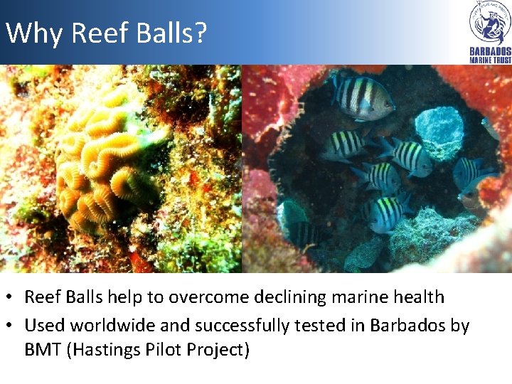 Why Reef Balls? • Reef Balls help to overcome declining marine health • Used