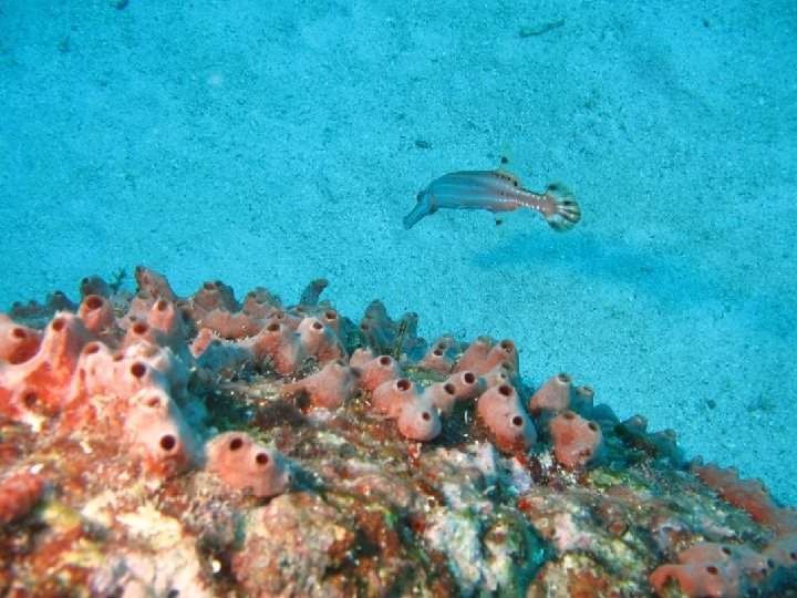 A look at the process… CORAL ON REEF BALLS FOUR YEARS 