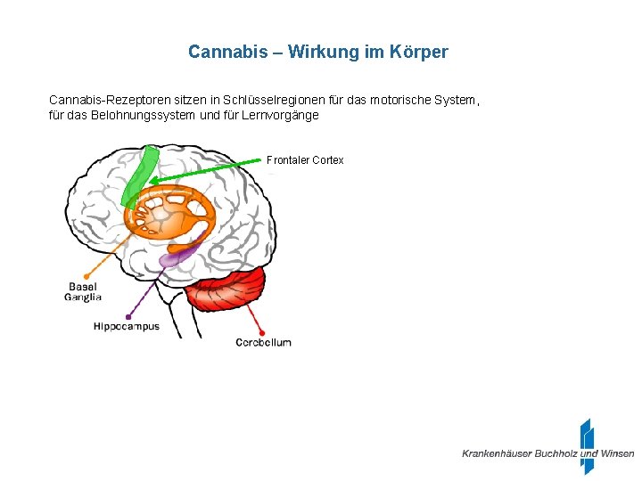 Cannabis – Wirkung im Körper Cannabis-Rezeptoren sitzen in Schlüsselregionen für das motorische System, für