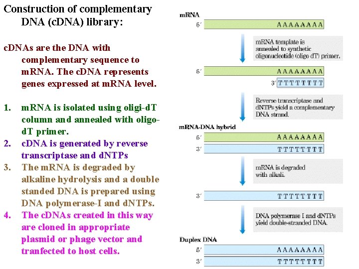 Construction of complementary DNA (c. DNA) library: c. DNAs are the DNA with complementary