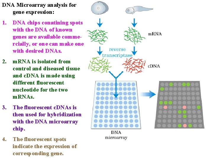 DNA Microarray analysis for gene expression: 1. DNA chips conatining spots with the DNA