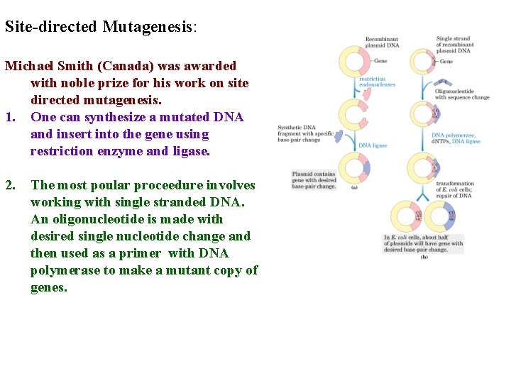 Site-directed Mutagenesis: Michael Smith (Canada) was awarded with noble prize for his work on