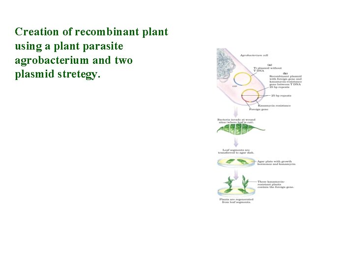 Creation of recombinant plant using a plant parasite agrobacterium and two plasmid stretegy. 