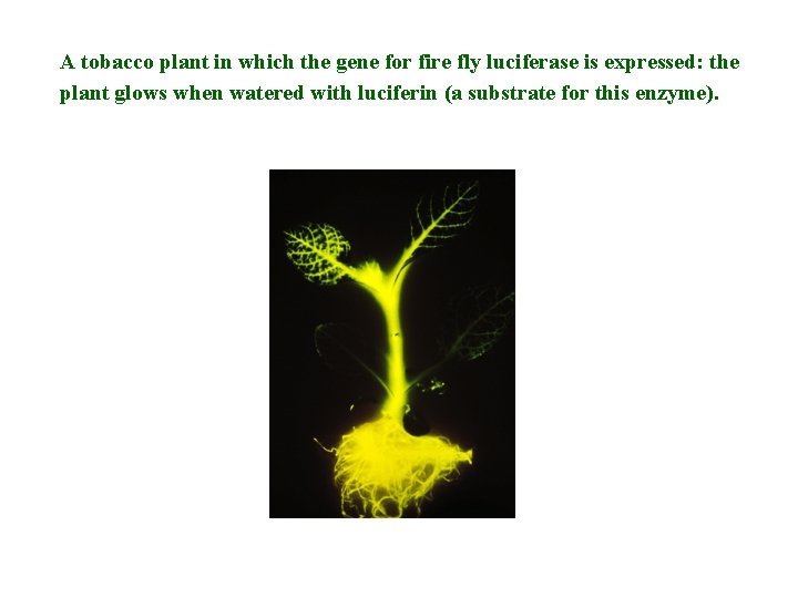 A tobacco plant in which the gene for fire fly luciferase is expressed: the