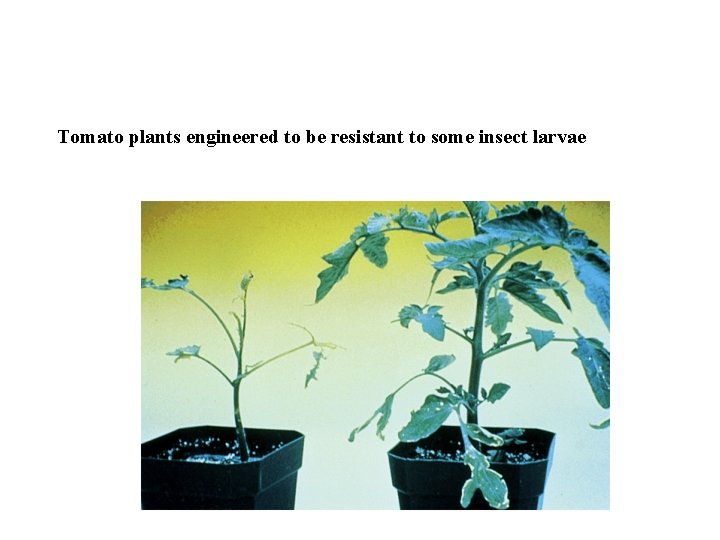 Tomato plants engineered to be resistant to some insect larvae 