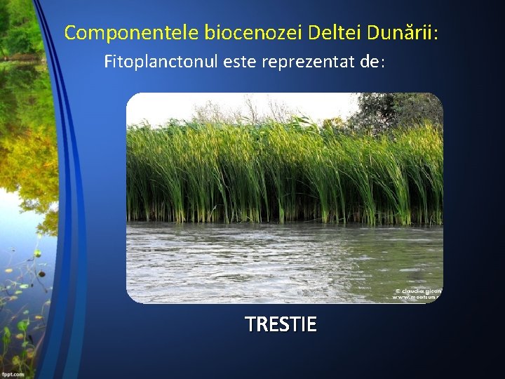 Componentele biocenozei Deltei Dunării: Fitoplanctonul este reprezentat de: TRESTIE 