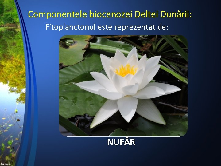 Componentele biocenozei Deltei Dunării: Fitoplanctonul este reprezentat de: NUFĂR 