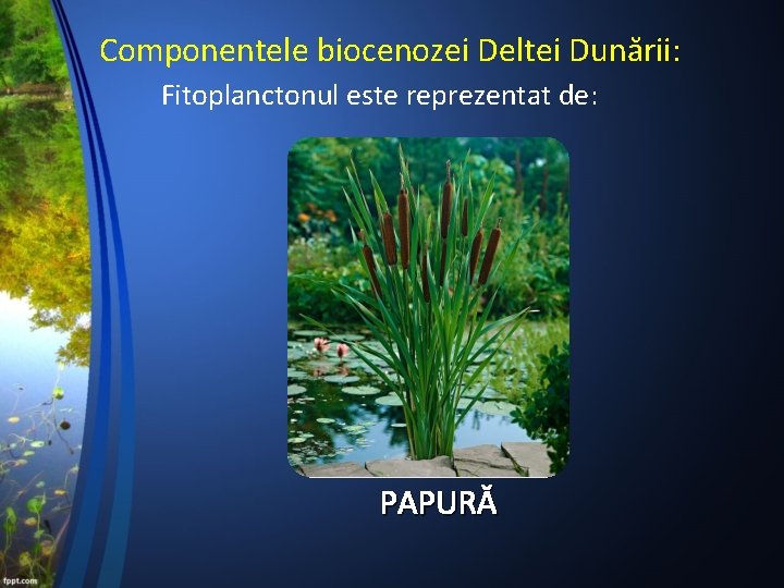 Componentele biocenozei Deltei Dunării: Fitoplanctonul este reprezentat de: PAPURĂ 