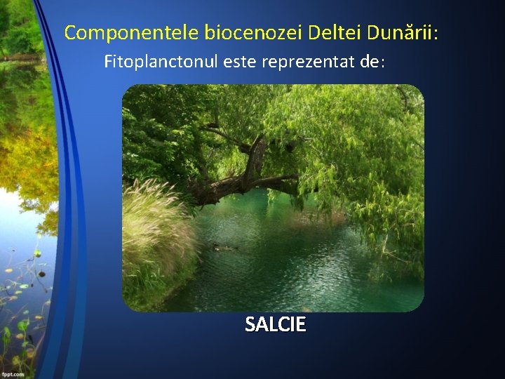 Componentele biocenozei Deltei Dunării: Fitoplanctonul este reprezentat de: SALCIE 