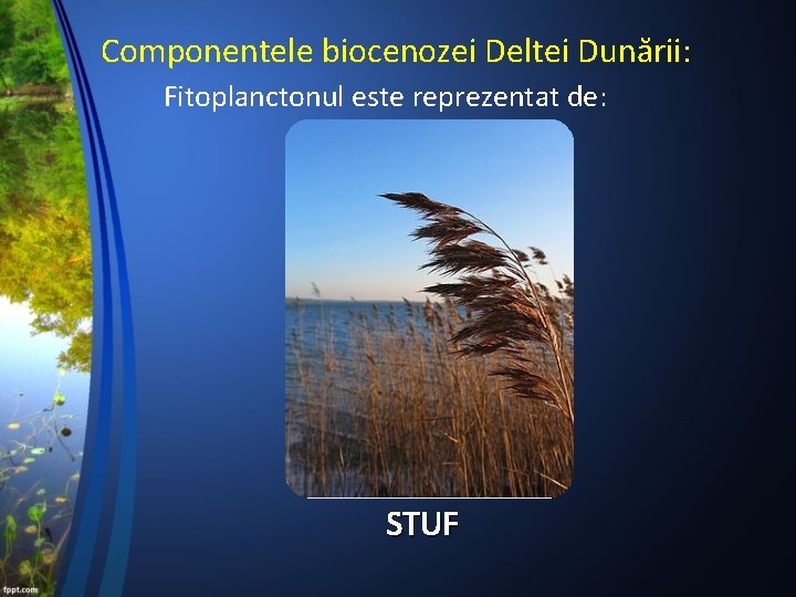 Componentele biocenozei Deltei Dunării: Fitoplanctonul este reprezentat de: STUF 