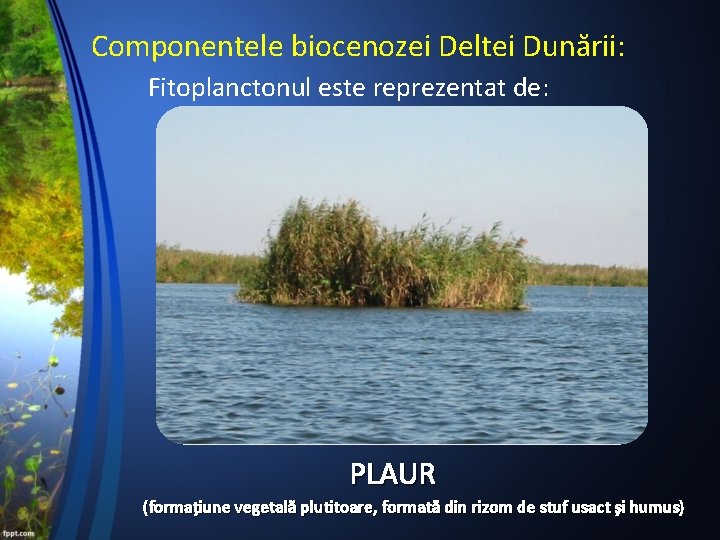 Componentele biocenozei Deltei Dunării: Fitoplanctonul este reprezentat de: PLAUR (formațiune vegetală plutitoare, formată din