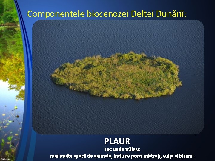 Componentele biocenozei Deltei Dunării: PLAUR Loc unde trăiesc mai multe specii de animale, inclusiv