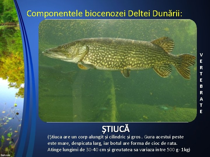 Componentele biocenozei Deltei Dunării: Zooplanctonul este reprezentat de: V E R T E B