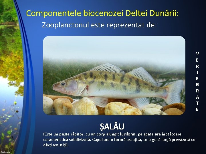 Componentele biocenozei Deltei Dunării: Zooplanctonul este reprezentat de: V E R T E B