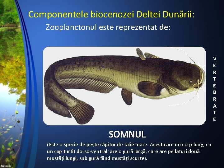 Componentele biocenozei Deltei Dunării: Zooplanctonul este reprezentat de: V E R T E B