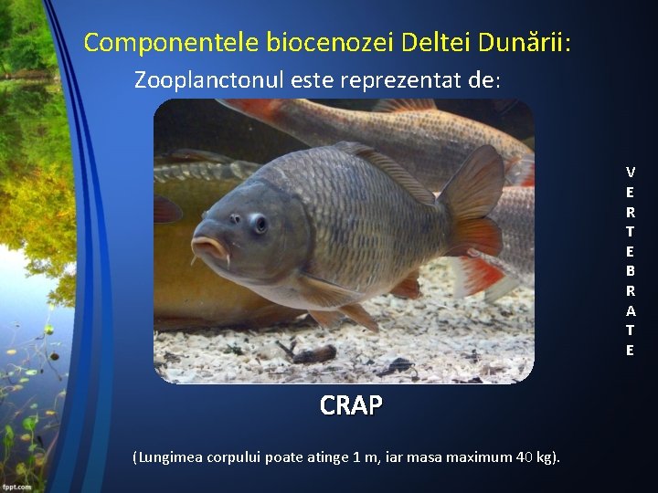 Componentele biocenozei Deltei Dunării: Zooplanctonul este reprezentat de: V E R T E B
