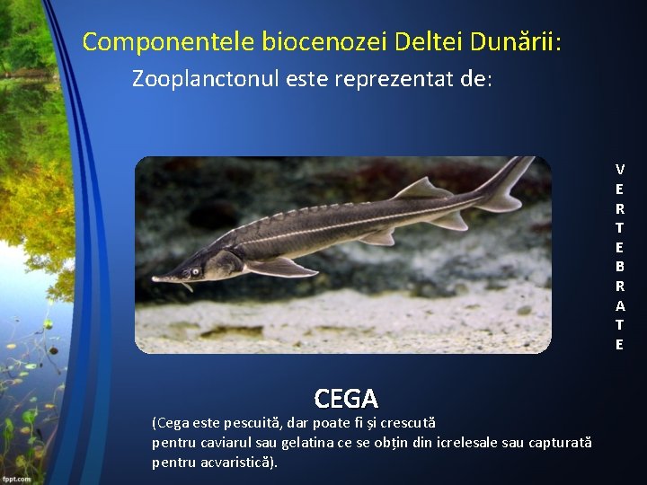 Componentele biocenozei Deltei Dunării: Zooplanctonul este reprezentat de: V E R T E B