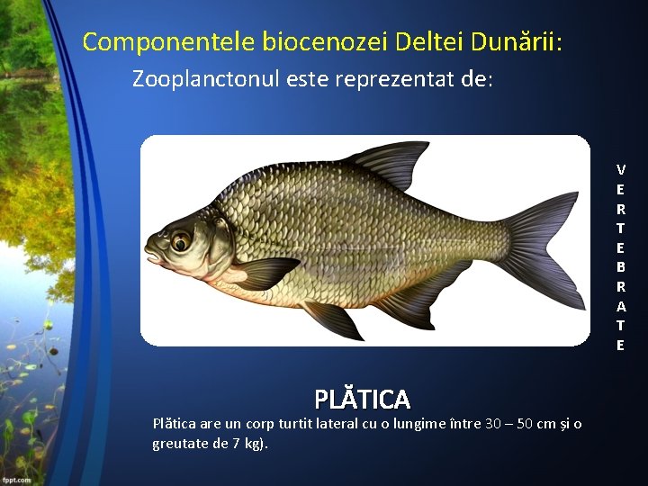 Componentele biocenozei Deltei Dunării: Zooplanctonul este reprezentat de: V E R T E B