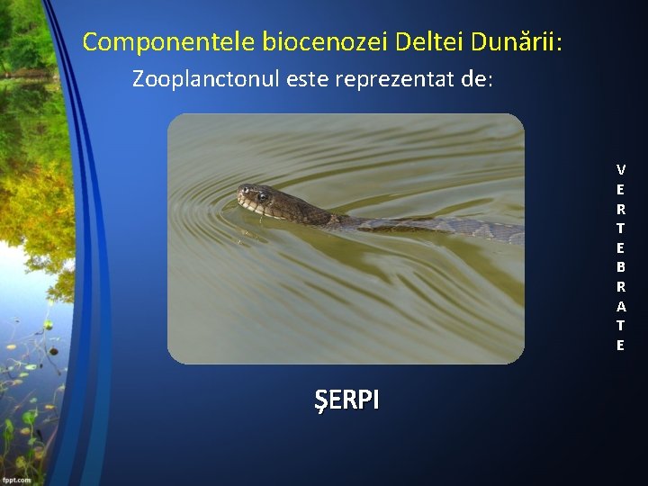 Componentele biocenozei Deltei Dunării: Zooplanctonul este reprezentat de: V E R T E B