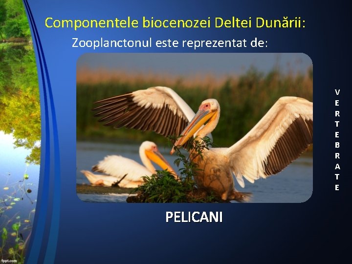 Componentele biocenozei Deltei Dunării: Zooplanctonul este reprezentat de: V E R T E B