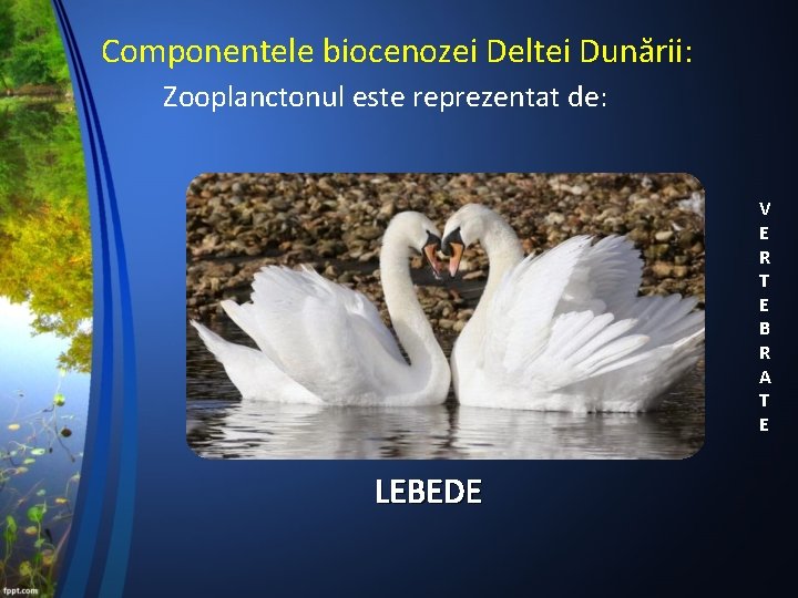 Componentele biocenozei Deltei Dunării: Zooplanctonul este reprezentat de: V E R T E B