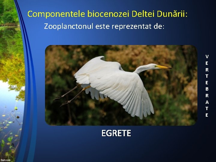 Componentele biocenozei Deltei Dunării: Zooplanctonul este reprezentat de: V E R T E B