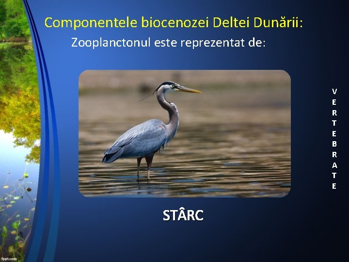 Componentele biocenozei Deltei Dunării: Zooplanctonul este reprezentat de: V E R T E B