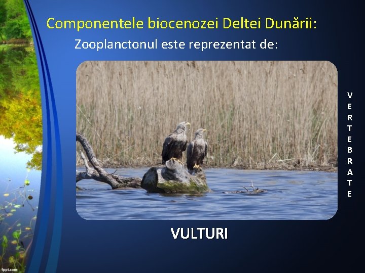 Componentele biocenozei Deltei Dunării: Zooplanctonul este reprezentat de: V E R T E B