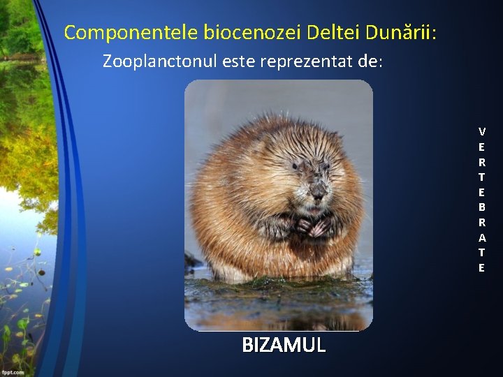 Componentele biocenozei Deltei Dunării: Zooplanctonul este reprezentat de: V E R T E B