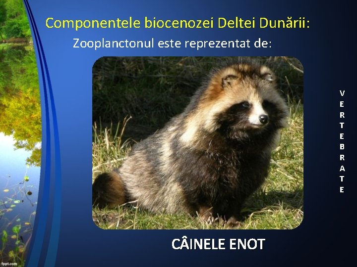 Componentele biocenozei Deltei Dunării: Zooplanctonul este reprezentat de: V E R T E B