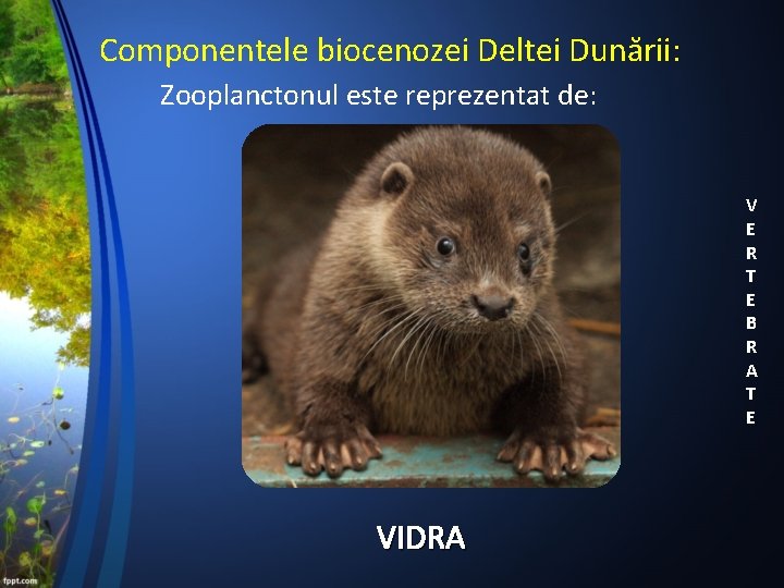 Componentele biocenozei Deltei Dunării: Zooplanctonul este reprezentat de: V E R T E B