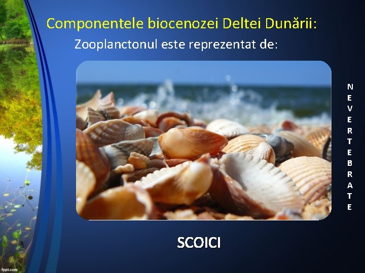 Componentele biocenozei Deltei Dunării: Zooplanctonul este reprezentat de: N E V E R T