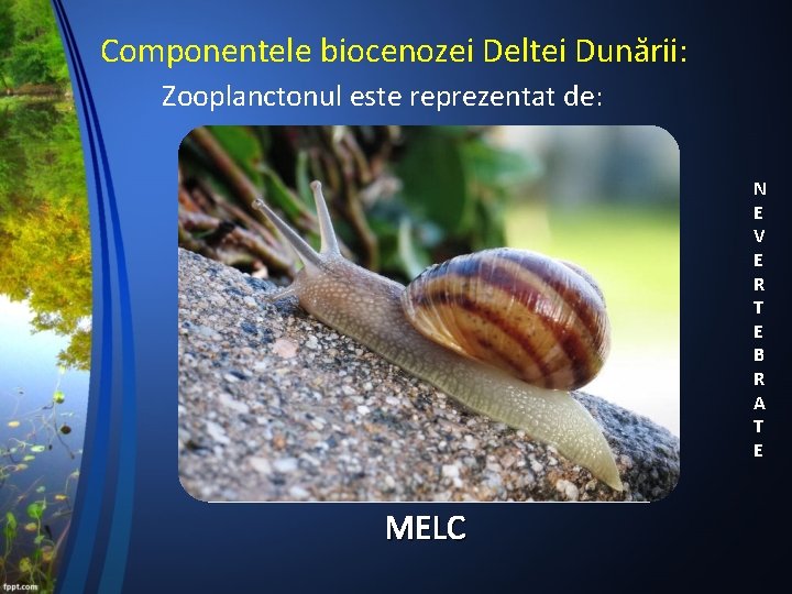 Componentele biocenozei Deltei Dunării: Zooplanctonul este reprezentat de: N E V E R T