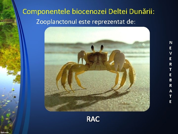 Componentele biocenozei Deltei Dunării: Zooplanctonul este reprezentat de: N E V E R T