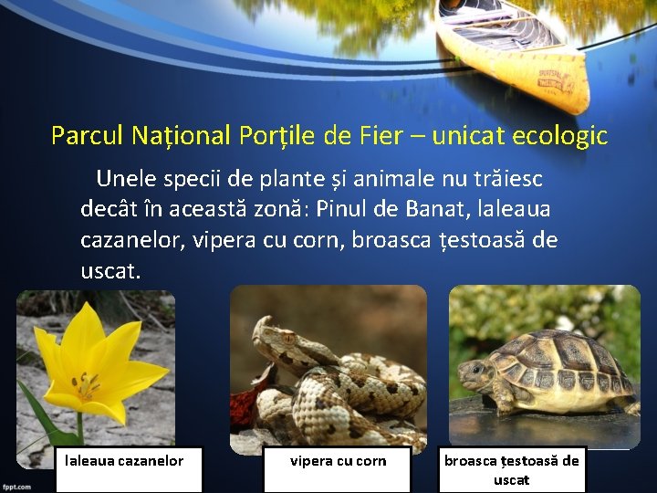 Parcul Național Porțile de Fier – unicat ecologic Unele specii de plante și animale