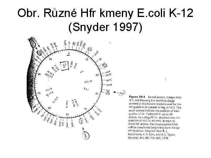 Obr. Různé Hfr kmeny E. coli K-12 (Snyder 1997) 