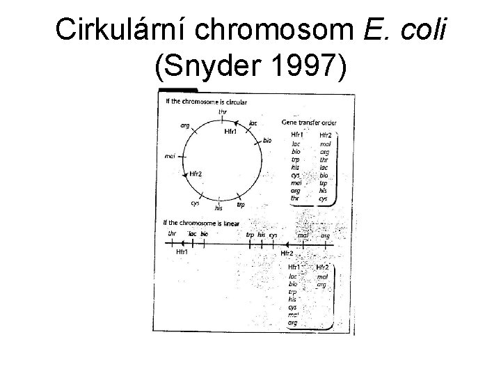 Cirkulární chromosom E. coli (Snyder 1997) 