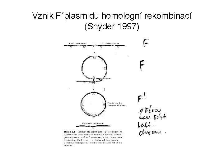 Vznik F´plasmidu homologní rekombinací (Snyder 1997) 