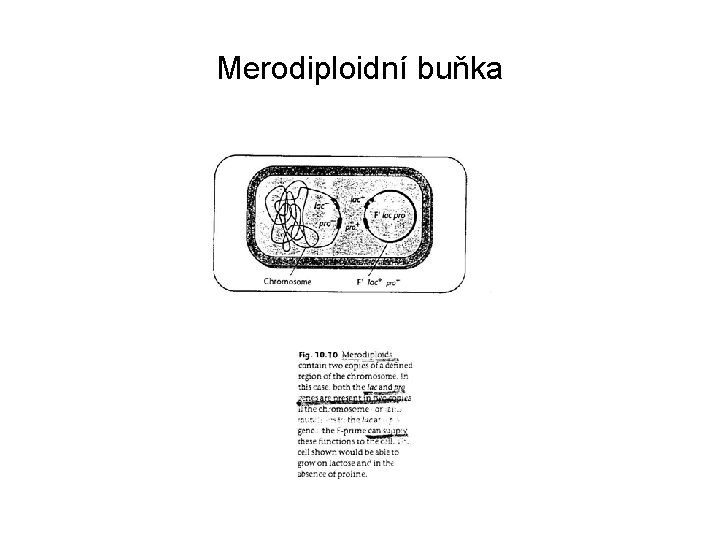 Merodiploidní buňka 